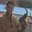 Zain Saleh