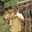 Ajoy Shahi