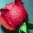Amine Chkr