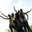 Ana Agudelo