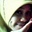 Ayoe Wijaya