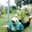 Bee Bolang