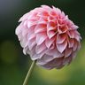 ClaudianaSansil