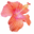 Hibiscus Marketing