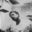 Lewis Bingle