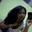 Liilii Loopeez