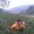 Linh Leo