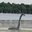 Minne LakeCreature