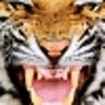 NaveenMegharaj