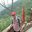 Ngọc Thắng Vũ