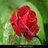 Rose Hairie