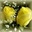 Sadia Batool