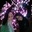 Shahila Ardain