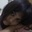 Shivani Rawat