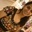 Shivani Singh