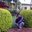 Timmanna Bhattar