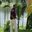 Vijay Anand