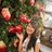 Ying Bei Bei