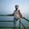 abdul lateef 