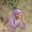 Ais Nunshohir