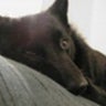 aloof.schipperke