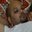 Ashish Prasad