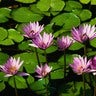 astridamalia1