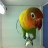 Aviario Pio Pio