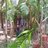 Avinash Ballal