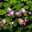 Barlee Rodrigo Condori