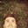 Benjamin Nisic