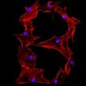 Bioengineering Organizational Alliance - UIC