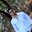 Dev Verma