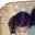 Edo Syah