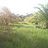iraca