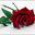 frm frm
