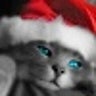 gato12