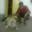 Gautham Govindan