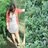 Hannah Magsayo
