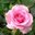 Hnin Nway