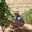 Joel Mw