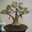 Kebon Adenium
