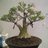 Kebon Adenium
