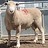 Kennedy Creek Poll Dorset stud