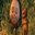 Kevin Shin