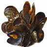 kikadispara