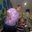 María Isabel