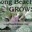 Long Beach Grows