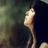 Phuong Bich