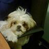 lubby1